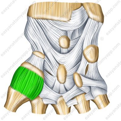 Carpometacarpal joint of the thumb – palmar surface (artt. carpometacarpalis pollicis)